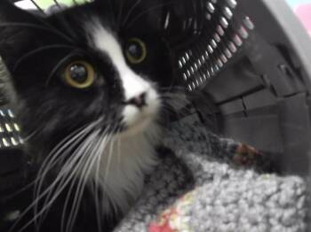 MINI -  Domestic Long Hair and Domestic Short Hair Cat for Adoption in Omaha, Nebraska - MINI | PetCurious