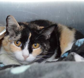 California -  Domestic Short Hair Cat for Adoption - California | PetCurious