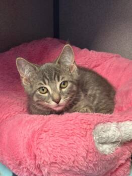 Walrus -  Domestic Short Hair Cat for Adoption in Liverpool, New York - Walrus | PetCurious