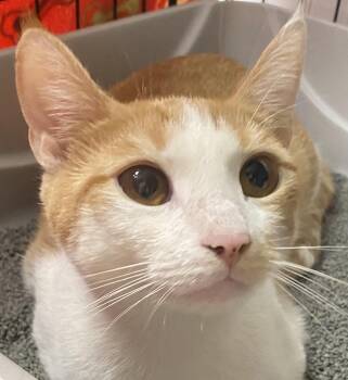 Tangelo -  Domestic Short Hair Cat for Adoption in Cape May, New Jersey - Tangelo | PetCurious