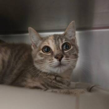 Lysandra -  Domestic Short Hair Cat for Adoption in Kennebunk, Maine - Lysandra | PetCurious
