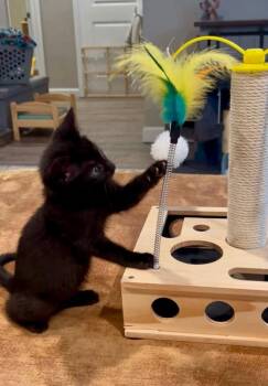 Licorice -  Domestic Short Hair Cat for Adoption in Saint Charles, Missouri - Licorice | PetCurious