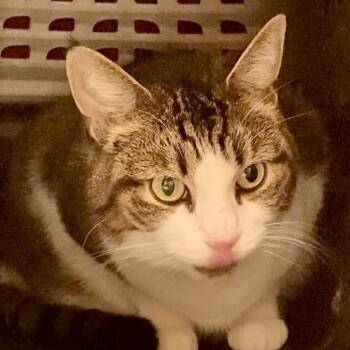 Butternut -  Domestic Short Hair Cat for Adoption in Fairport, New York - Butternut | PetCurious