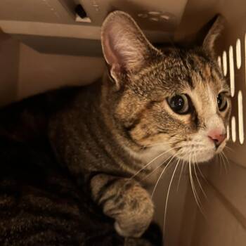 Domestic Short Hair Cats Available for Adoption in Oak Park, Illinois - Jumble | PetCurious
