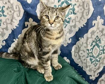 Rescue Domestic Short Hair Cats for Adoption in Cortland, New York - Emu | PetCurious