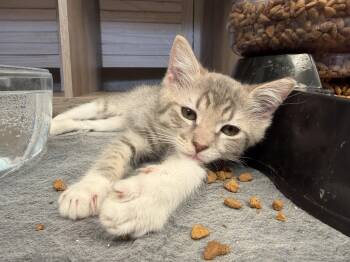 Mickey Mouse -  Domestic Long Hair Cat for Adoption in Rio Linda, California - Mickey Mouse | PetCurious