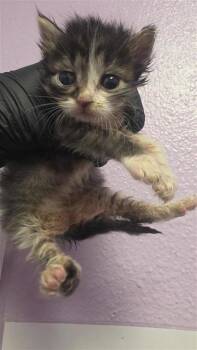 Nineteen -  Domestic Medium Hair Cat for Adoption in El Paso, Texas - Nineteen | PetCurious