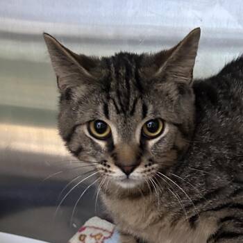 Domestic Short Hair Cats Available for Adoption - Blueberry | PetCurious