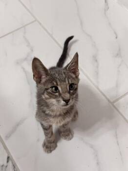 Domestic Short Hair Cats Available for Adoption in The Woodlands, Texas - Larry | PetCurious
