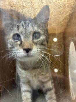Domestic Short Hair Cats Available for Adoption - A794447 | PetCurious