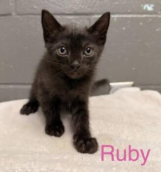 Ruby -  Domestic Short Hair Cat for Adoption in Fort Worth, Texas - Ruby | PetCurious