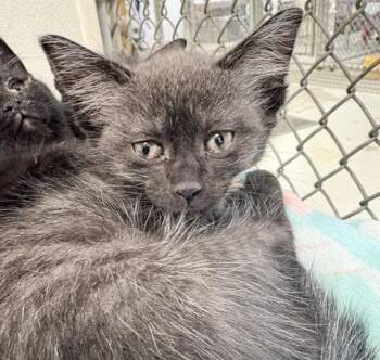 Lana -  Domestic Short Hair Cat for Adoption in Ogdensburg, New York - Lana | PetCurious