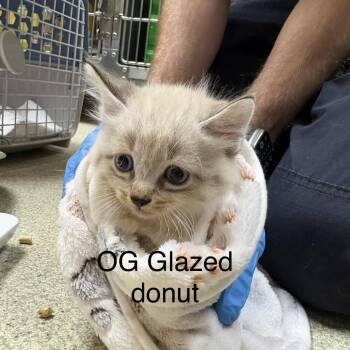 OG Glazed Donut -  Domestic Medium Hair and Siamese Cat for Adoption in Windsor, Virginia - OG Glazed Donut | PetCurious