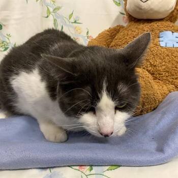 A611086 -  Domestic Short Hair Cat for Adoption in Modesto, California - A611086 | PetCurious