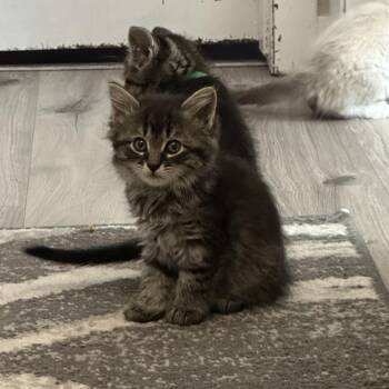 Hermione -  Domestic Medium Hair Cat for Adoption in Bismarck, North Dakota - Hermione | PetCurious