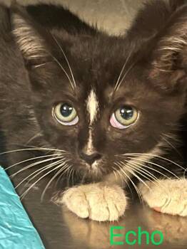 Echo2 -  Domestic Short Hair Cat for Adoption in Princeton, Indiana - Echo2 | PetCurious