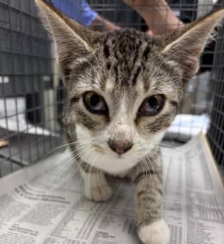 Domestic Short Hair Cats Available for Adoption in Houston, Texas - SILVA | PetCurious