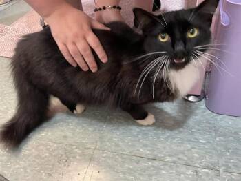 CURLY Q -  Domestic Medium Hair Cat for Adoption in Palmetto, Florida - CURLY Q | PetCurious