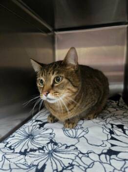 Domestic Short Hair Cats Available for Adoption - Enchilada | PetCurious