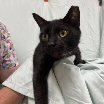 Milestone -  Domestic Short Hair and Manx Cat for Adoption in Lyndhurst, Virginia - Milestone | PetCurious
