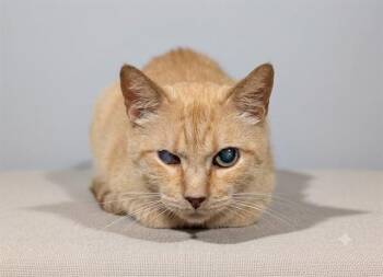 CLAUDETTE -  Domestic Short Hair Cat for Adoption in Jacksonville, Florida - CLAUDETTE | PetCurious