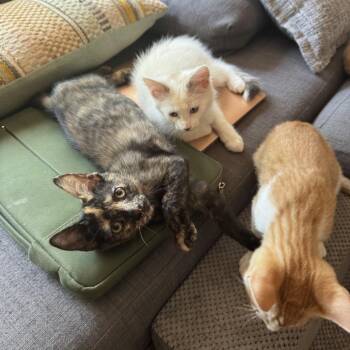 Rosalina -  Domestic Short Hair Cat for Adoption in Durham, North Carolina - Rosalina | PetCurious