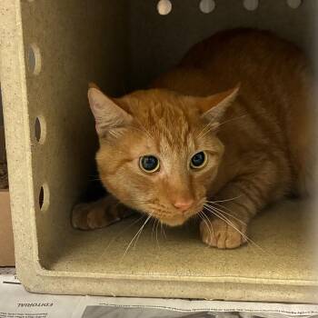Torta -  Domestic Short Hair Cat for Adoption in Philadelphia, Pennsylvania - Torta | PetCurious