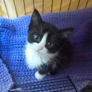 Domestic Short Hair Cats Available for Adoption in Beulaville, North Carolina - Fajita | PetCurious