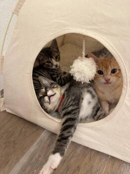 Alex Martin -  Domestic Short Hair Cat for Adoption in Dallas, Texas - Alex Martin | PetCurious