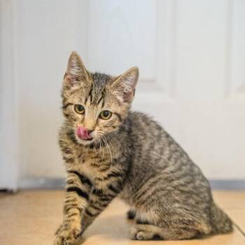 Onyx -  Domestic Short Hair Cat for Adoption in Pawling, New York - Onyx | PetCurious