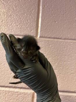 61419193 -  Domestic Short Hair Cat for Adoption in El Paso, Texas - 61419193 | PetCurious