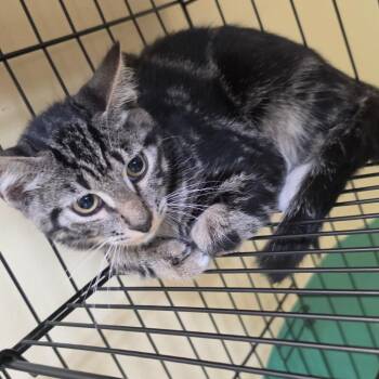 Soloman -  American Shorthair Cat for Adoption in Melrose, Florida - Soloman | PetCurious