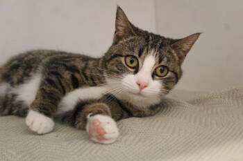 Domestic Short Hair Cats Available for Adoption - Red Ryder | PetCurious