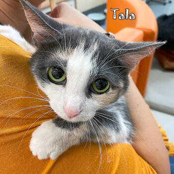 Rescue Domestic Short Hair Cats for Adoption in Carmel, Indiana - Tala @PAWZ Pet Cafe | PetCurious