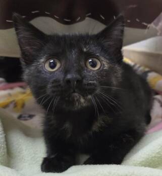 Corvus -  Domestic Short Hair Cat for Adoption in Plover, Wisconsin - Corvus | PetCurious