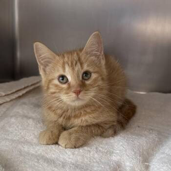 Domestic Short Hair Cats Available for Adoption in Council Bluffs, Iowa - Tuesday | PetCurious