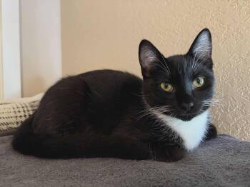 Rescue Domestic Medium Hair Cats for Adoption in Gladstone, Oregon - Callie - Tuxedo Litter | PetCurious