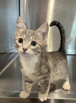 Gabriel -  Domestic Short Hair Cat for Adoption in Bloomsdale, Missouri - Gabriel | PetCurious