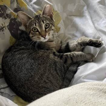 Rescue Domestic Short Hair Cats for Adoption in Williston, Florida - Swan | PetCurious