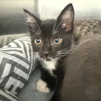 Domestic Short Hair Cats Available for Adoption in Port Charlotte, Florida - 0381-C26 | PetCurious