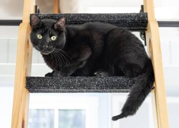 Vincent -  Domestic Short Hair Cat for Adoption in Buford, Georgia - Vincent | PetCurious