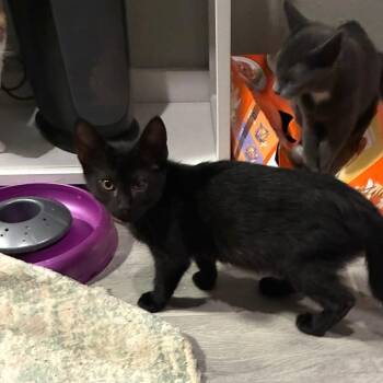 Meojito -  Domestic Short Hair Cat for Adoption in Bulverde, Texas - Meojito | PetCurious