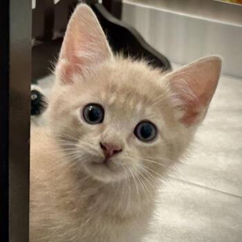 Rescue Tabby Cats for Adoption in Greenfield, California - Belo | PetCurious