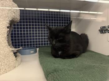 Rescue Domestic Short Hair Cats for Adoption - Amber | PetCurious