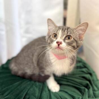 Guppy Fish -  Domestic Short Hair and Tabby Cat for Adoption in Friendswood, Texas - Guppy Fish | PetCurious