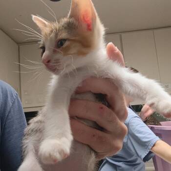 Domestic Short Hair Cats Available for Adoption in Dallas, Texas - Daytona | PetCurious