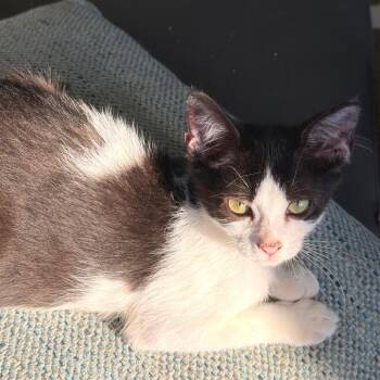 Beignet -  Domestic Short Hair Cat for Adoption in Folsom, Louisiana - Beignet | PetCurious