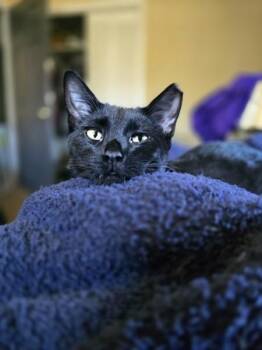 Rescue Domestic Short Hair Cats for Adoption in Easley, South Carolina - Ringo | PetCurious