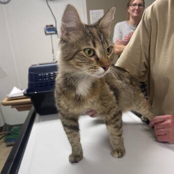 Squirrel -  Domestic Medium Hair Cat for Adoption in Canton, Illinois - Squirrel | PetCurious