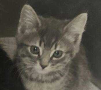 Ash -  Domestic Short Hair Cat for Adoption in Simcoe, Ontario - Ash | PetCurious